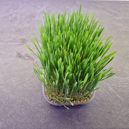 Σιταρόχορτο, Wheatgrass