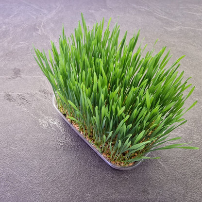 Σιταρόχορτο, Wheatgrass