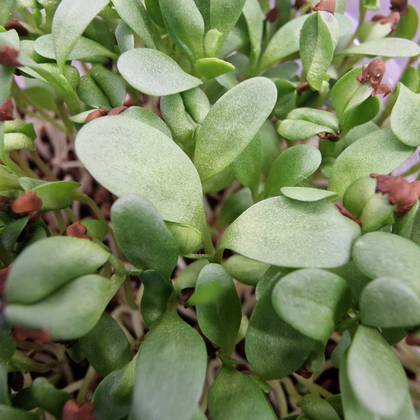 ΜΗΔΙΚΗ, ALFALFA