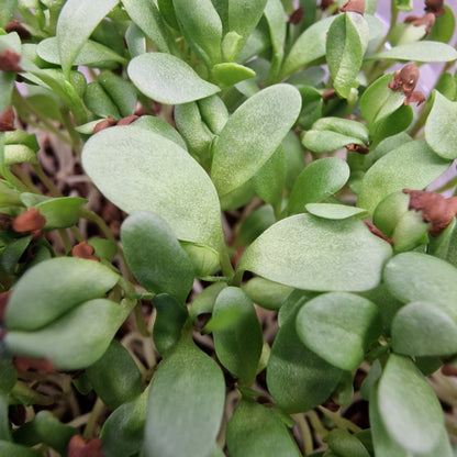 Μηδική, Alfalfa