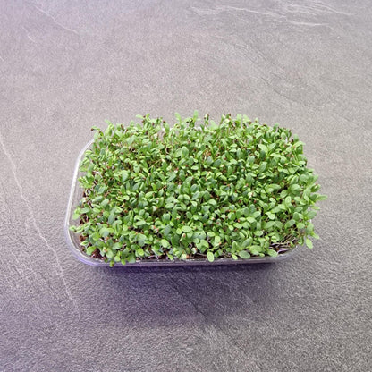 Μηδική, Alfalfa