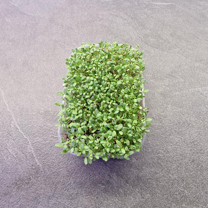 Μηδική, Alfalfa