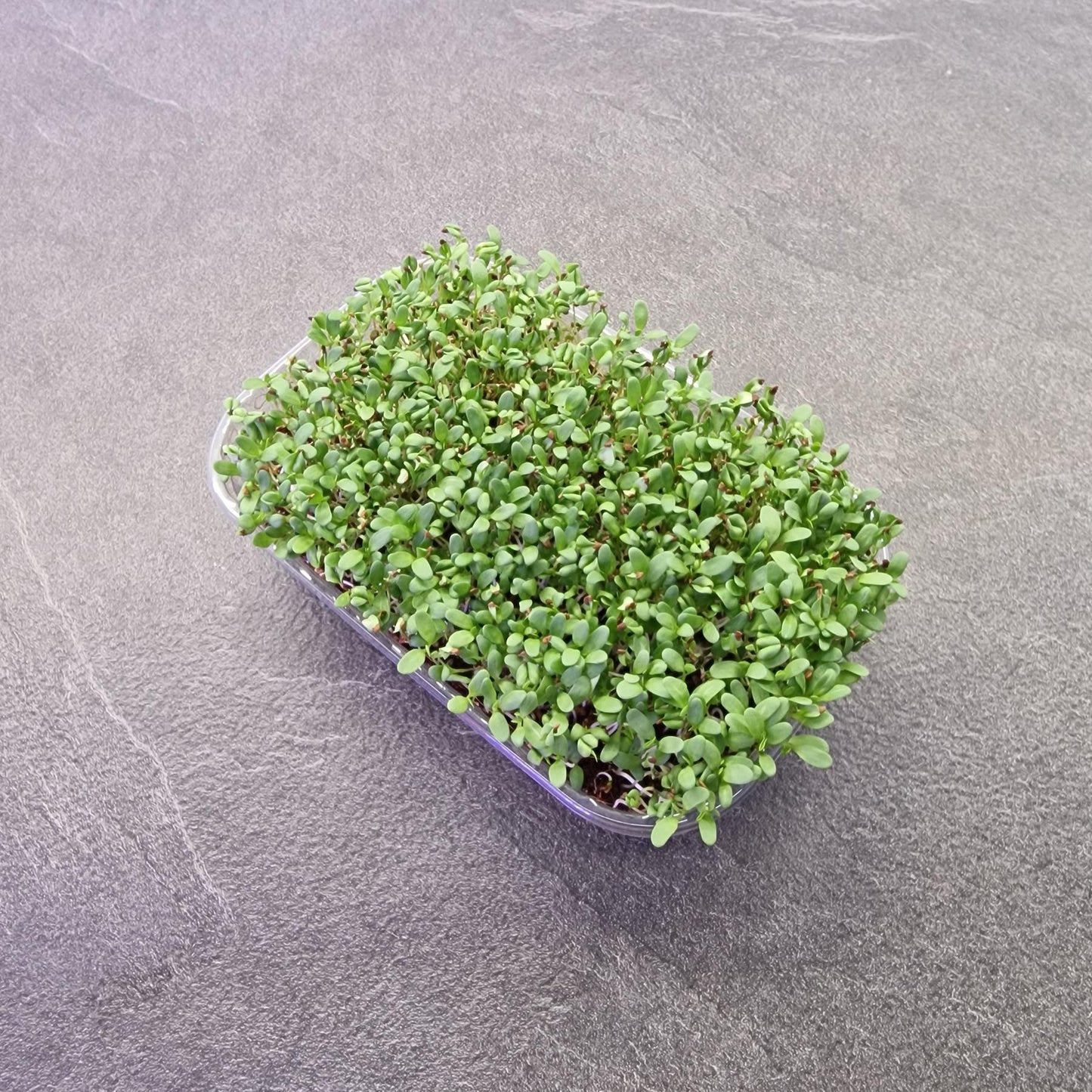 ΜΗΔΙΚΗ, ALFALFA