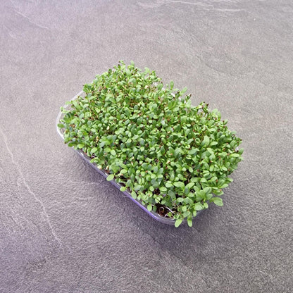 Μηδική, Alfalfa