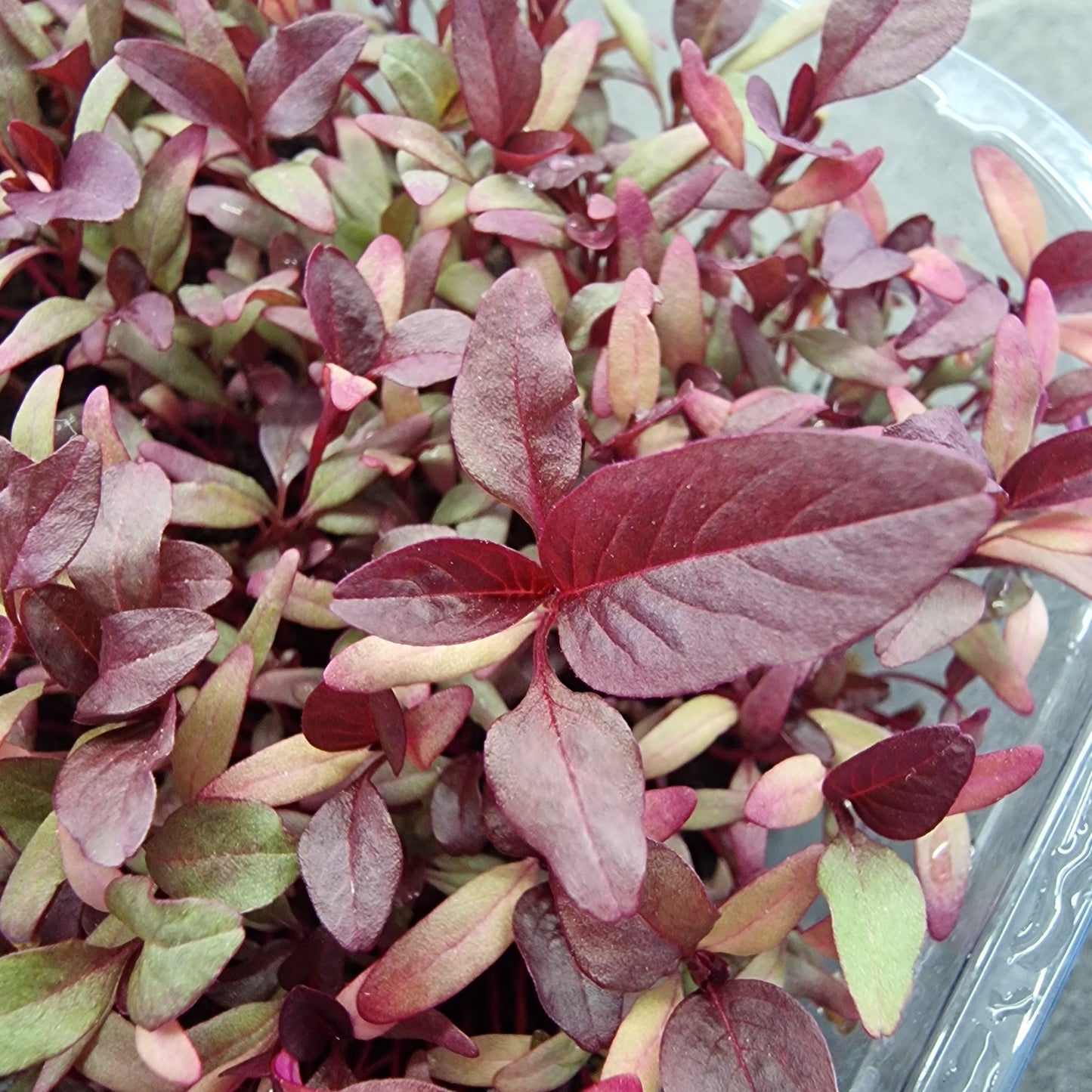 Αμάρανθος amaranth microgreen