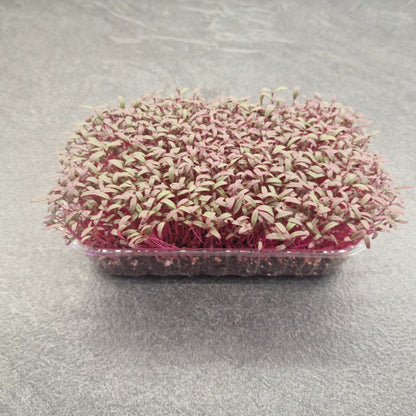 Αμάρανθος, Amaranth