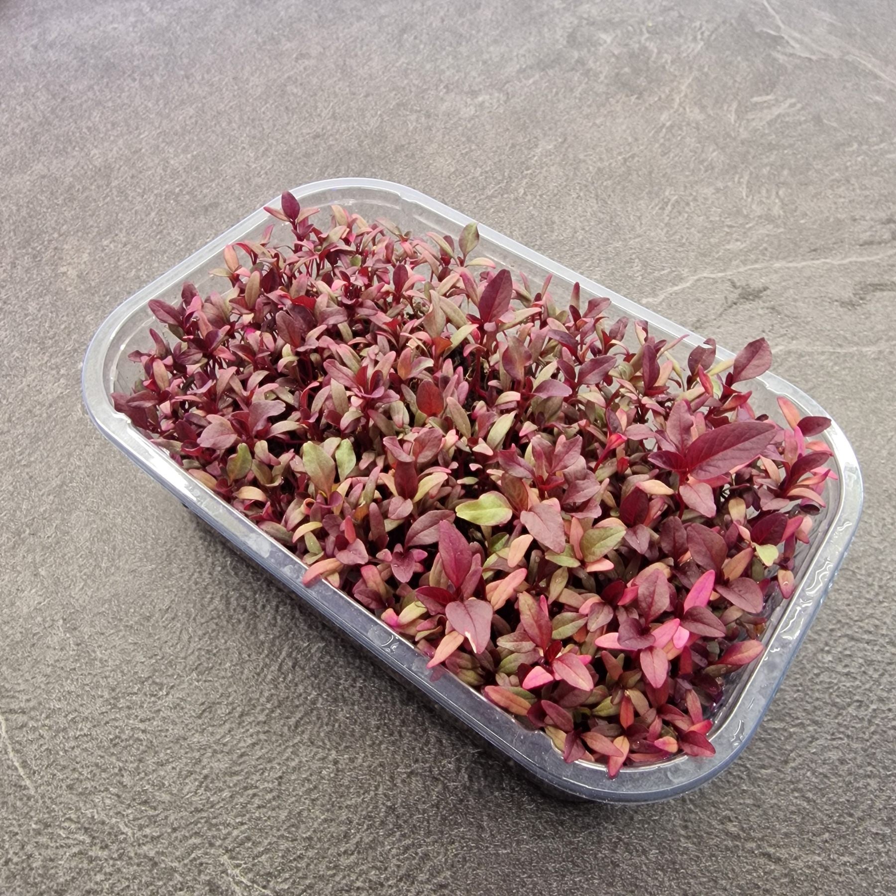 Αμάρανθος amaranth microgreen