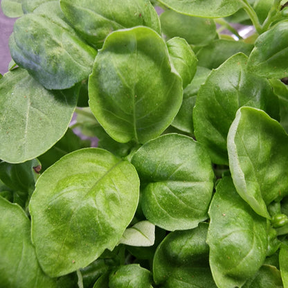Βασιλικός basil microgreen