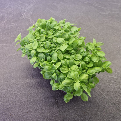 Βασιλικός basil microgreen