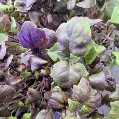 Μωβ Βασιλικός Basil purple microgreen
