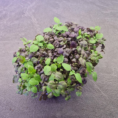 Μωβ Βασιλικός Basil purple microgreen