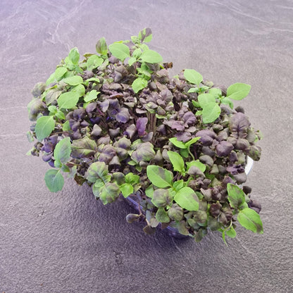 Μωβ Βασιλικός Basil purple microgreen