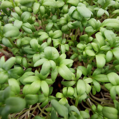 Κάρδαμο cardamom microgreen