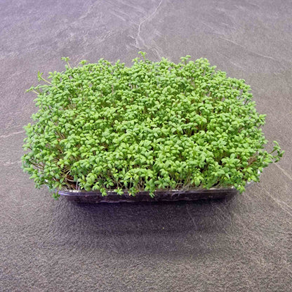 Κάρδαμο cardamom microgreen