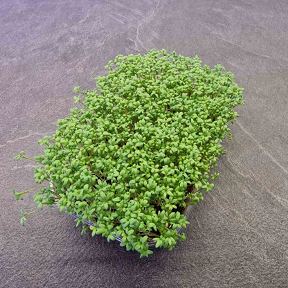 Κάρδαμο cardamom microgreen