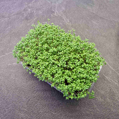 Κάρδαμο cardamom microgreen