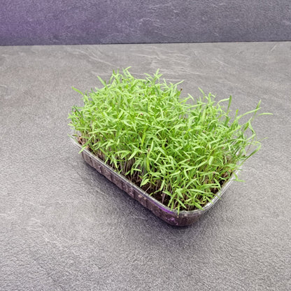 Καρότο, Carrot