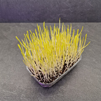 Καλαμπόκι, Corn