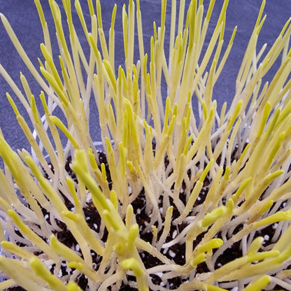 Καλαμπόκι, Corn