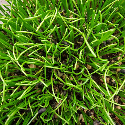 Σκόρδο garlic microgreen