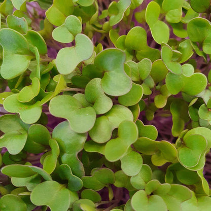 kohlrabi,red microgreen