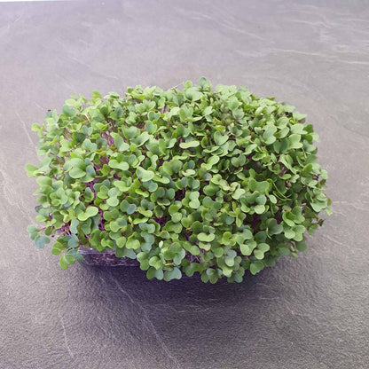 kohlrabi,red microgreen