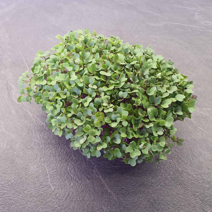 kohlrabi,red microgreen