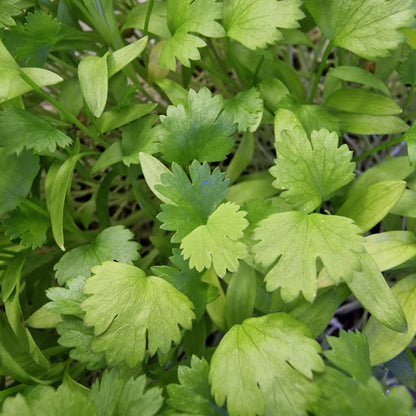 Koλίαντρος, Cilantro, Coriander