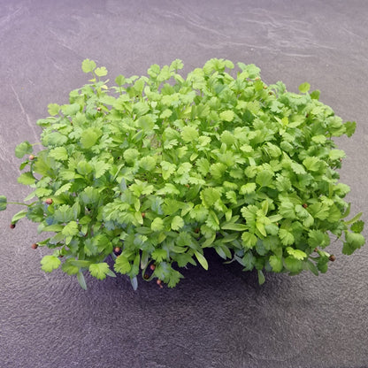 Koλίαντρος, Cilantro, Coriander