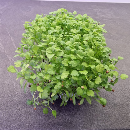 Koλίαντρος, Cilantro, Coriander