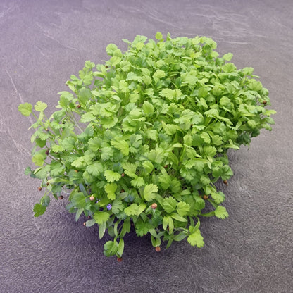 Koλίαντρος, Cilantro, Coriander