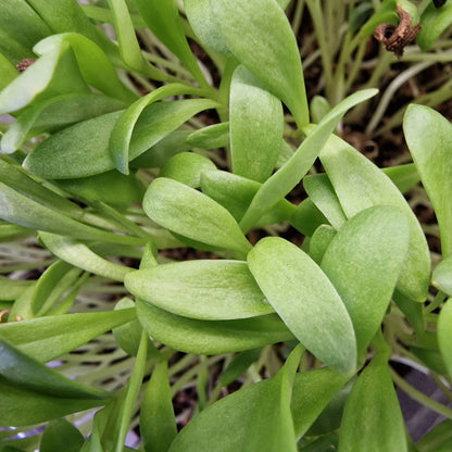 Καλέντουλα marigold beauty microgreen