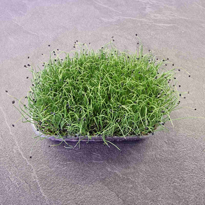 Κρεμμύδι onion microgreen