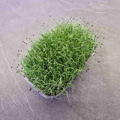 Κρεμμύδι onion