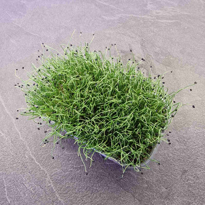 Κρεμμύδι onion microgreen