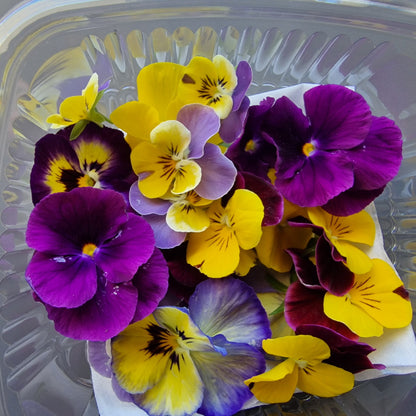 Πανσέδες, Pansies mix