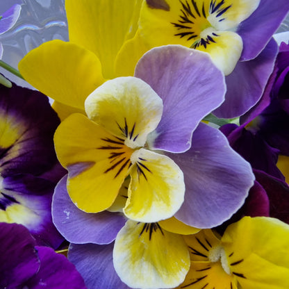 Πανσέδες, Pansies mix