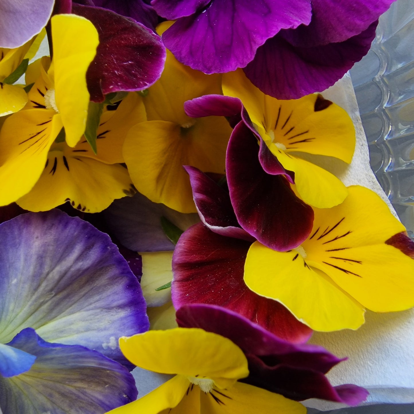 Πανσέδες, Pansies mix