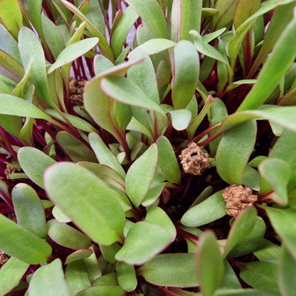 Παντζάρι, Βeets