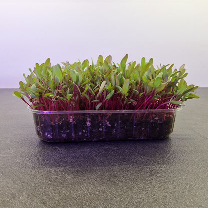 Παντζάρι, Βeets