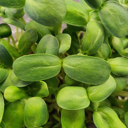 ΗΛΙΑΝΘΟΣ, SUNFLOWER, BIG microgreen