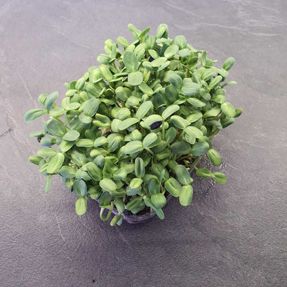 ΗΛΙΑΝΘΟΣ, SUNFLOWER, BIG microgreen