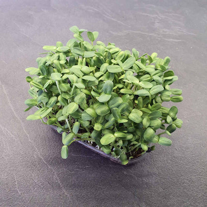 ΗΛΙΑΝΘΟΣ, SUNFLOWER, BIG microgreen